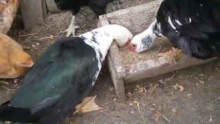 Утка села на гнездо