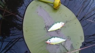 Щука любит карася. Ловля окуня и щуки.