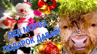 ПРИКОЛЫ. ЮМОР. ДЕД МОРОЗ, ДАВАЙ ПОДАРОК! СМЕШНОЕ ВИДЕО! НОВОГОДНИЕ ПРИКОЛЫ.
