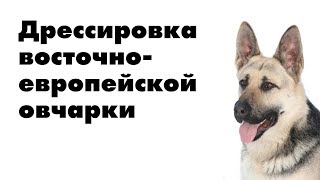 Дрессировка восточно-европейской овчарки