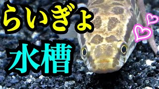 ライギョ水槽立ち上げ！
