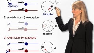 Cori Bargmann (Rockefeller) Part 1 : Genes, the brain and behavior