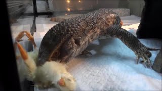 サバンナモニターの食事風景 Savannah Monitor Feeding