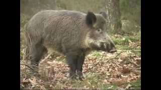 Caccia al cinghiale  "Cinghiali nel Parco della Sila piccola "