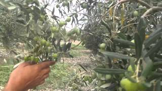 Kuraklıktan Korunma Yolları, Zeytin Gübresi, Zeytin Ağacı Gübreleme