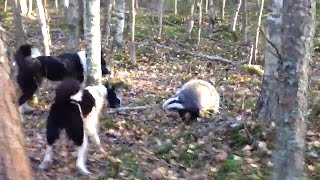 Охота с лайками на барсука . 2017
