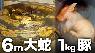 6メートルのニシキヘビに1kgの豚を与える！【大蛇カフェLOUNGE】
