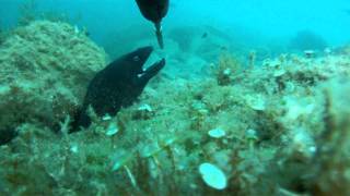 Chapitre 6 - Chasse sous marine PACA