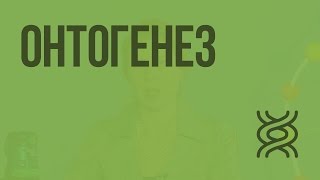 Онтогенез - индивидуальное развитие организма. Видеоурок по биологии 10 класс
