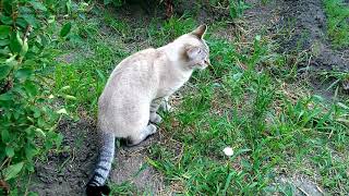 Котики в огороде серия 1 - Лукас кого-то ловит усердно! Тайские кошки - это чудо! Funny Cats