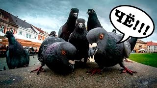 7 ФАКТОВ О ГОЛУБЯХ