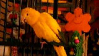 Golden Conure, Talking Conure