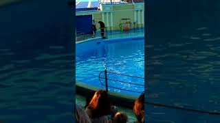 Дельфинарий в Небуге.Морской лев ?