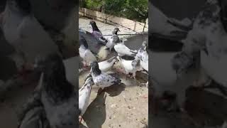 Malik jarii khokar Gharbi Ka Utanaa wala kabootar