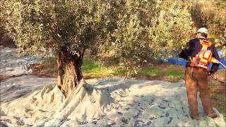 Zeytin Ağacı Nasıl Hızlı Toplanır - Profesyonel Hafif Zeytin Dalı Sarsıcı Makina