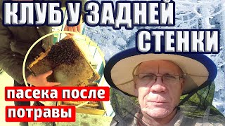 Зимняя ревизия пчел  Спасать пчел или нет