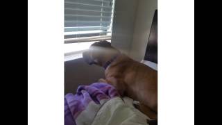 DON'T BUY BENEFUL DOG FOOD...