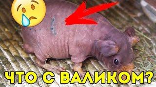 ПОЧЕМУ ВАЛИК В ЗЕЛЁНКЕ? ЧТО-ТО ПОШЛО НЕ ТАК... Морские Свинки Дерутся ?  SvinkiShow