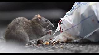 Rat control mumbai - rodent pest control - National pest control service