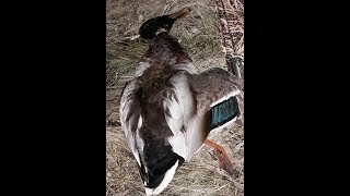 ВЕСЕННЯЯ ОХОТА НА СЕЛЕЗНЯ.КЛАССИКА.МР-155.