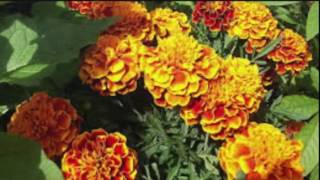 Бархатцы. Цветы Бархатцы