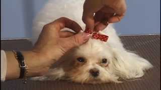 Maltese Grooming - Double Top Knots / Pet Grooming Studio
