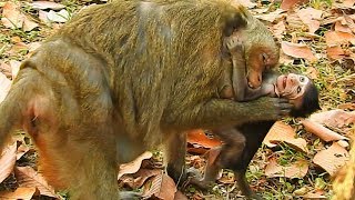 POOR BABY MONKEY CRYING FOR MILK | DAISY WEANING & BITE TO STOP MILK HER BABY | DAX CRY FOR MILK