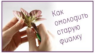 Как омолодить старую фиалку