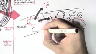 Male Reproductive System - Hormonal Function and Regulation (sperm synthesis and maturation)