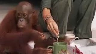 Endangered animals - baby orangutan gets a craving for noodles! BBC wildlife