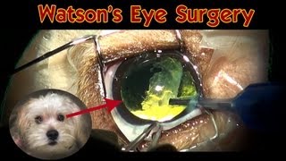 Watson's eye surgery: Dog Cataract Surgery (no blood) - Please share.