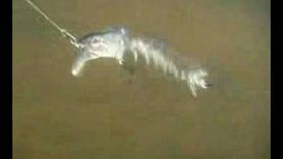 Vobler (fish bait) work under wather. Игра воблера (рыбная приманка) под водой