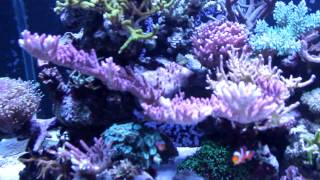 Large Reef Tank System