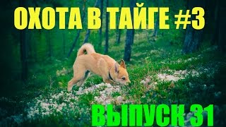 Охота на глухаря с лайкой 3
