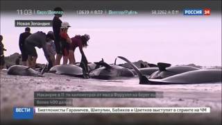 В Новой Зеландии еще 200 дельфинов-гринд выбросились на берег