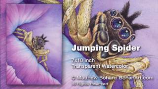 Jumping Spider Painting: Transparent Watercolor Time-lapse