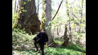 My Monster Tree