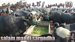 50 buffalo's for sale | cows for sale in salam mandi sargodha