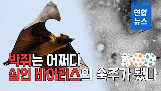 박쥐는 어쩌다 살인 바이러스의 숙주가 됐나 / 연합뉴스 (Yonhapnews)