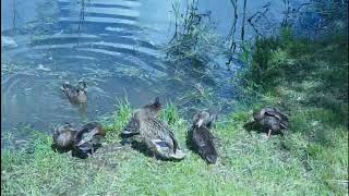 Дикие утки с утятами на реке  Wild ducks with ducklings on the river