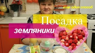 Посадка земляники в "улитку" на туалетную бумагу.