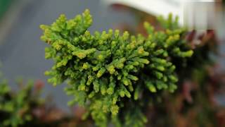 Кипарисовик тупий Filicoides