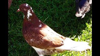 Супер голубь будет! Показал 5 часов и садится..