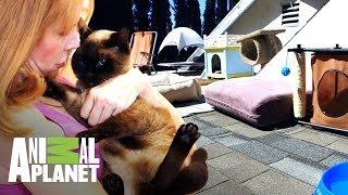 Un santuario en el techo para proteger a sus gatos | Entre perros y gatos | Animal Planet
