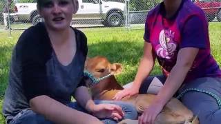 Banding calves for castration by Sarah and Aimee
