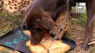 Cheetah Donni Celebrates 1st Birthday with Dog Moose - Cincinnati Zoo