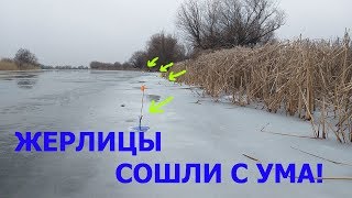 К ВЕЧЕРУ ЖЕРЛИЦЫ СОШЛИ С УМА!