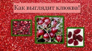 Как выглядит клюква. Как собирать клюкву