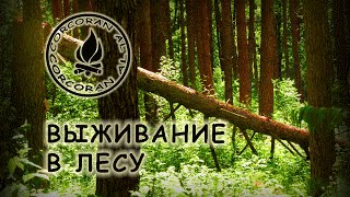 Выживание в лесу//Как срубить дерево без топора, пилы и ножа//Take Down a Tree with Your Bare Hands