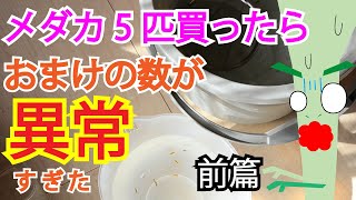 ５匹メダカを買ったら、死着0で尋常じゃないおまけのメダカが到着しました！【前篇】